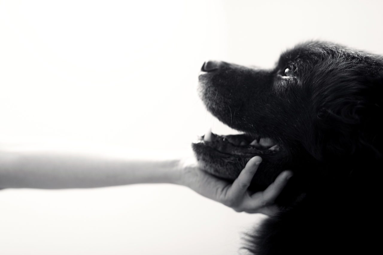 family portrait with dogs